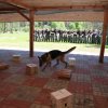 Czworonożni goście w Ośrodku Szkolenia Służby Więziennej w Kulach